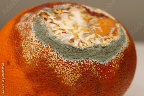 Overripe and rotten mandarin. Rotten tangerine covered with mold