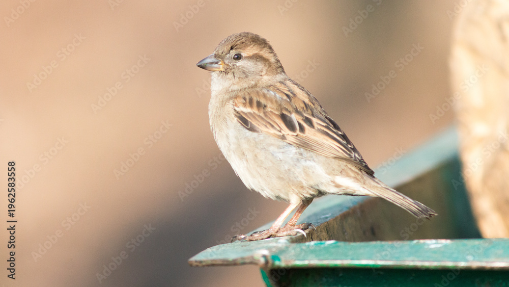 Fototapeta premium sparrow on a fence