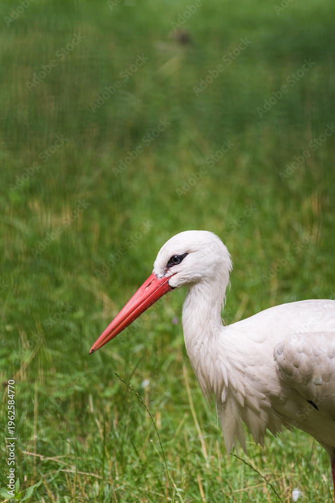 Fototapeta premium White storks standing in a green meadow looking for prey