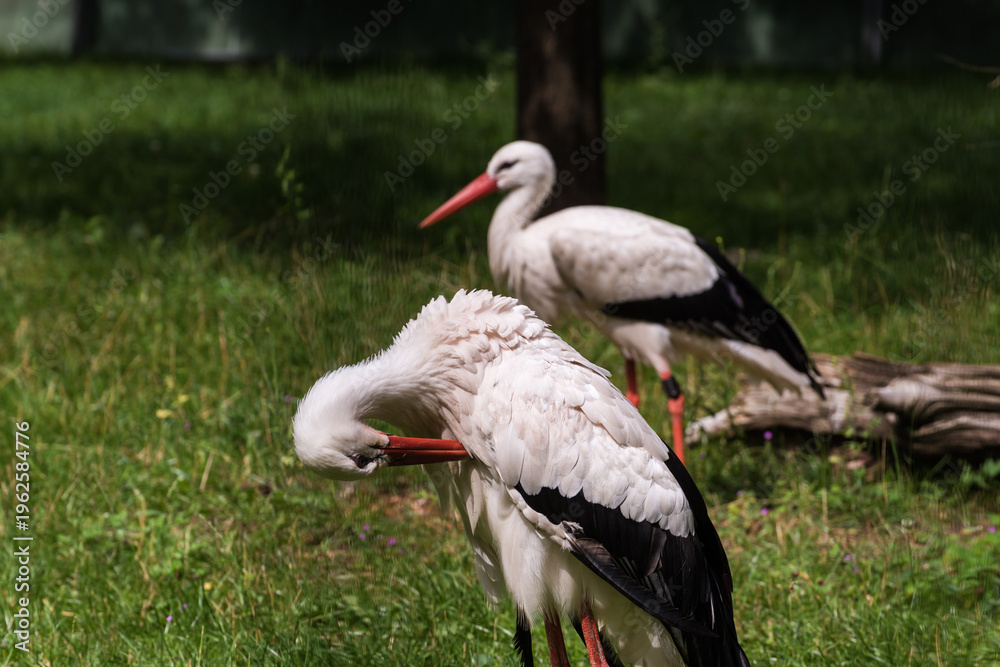 Naklejka premium White storks standing in a green meadow looking for prey