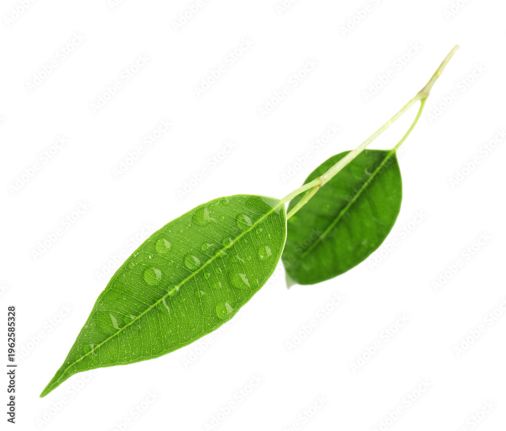 Fototapeta premium Branch with wet fresh green citrus leaves isolated on white