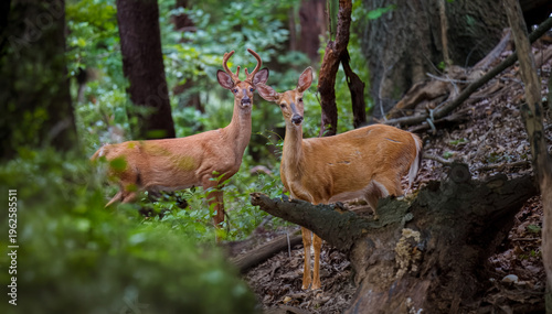 Deer in the forest