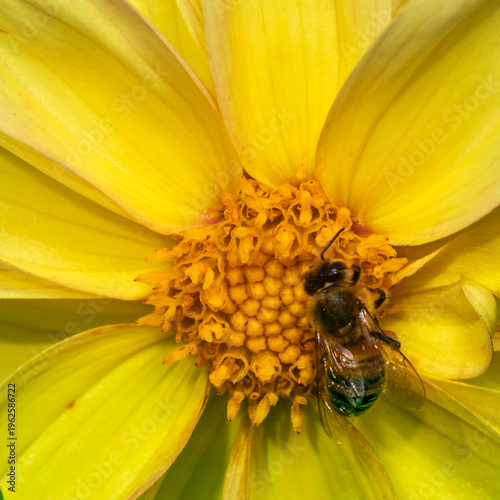 Macro of honeybee collecting nectar on bright yellow flower center, highlighting pollination, biodiversity and ecological balance for professional editorial and commercial use