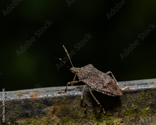 Macro shield bug resting on stone edge with dark background, detailed insect portrait ideal for biodiversity, entomology and environmental editorial content