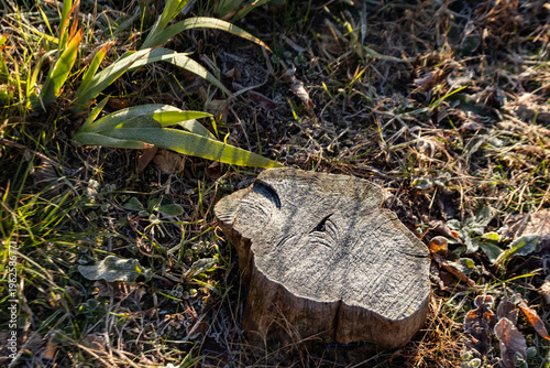 Weathered tree stump in natural grass, rustic woodland texture symbolizing time, resilience and nature—perfect background for sustainability and environmental concepts