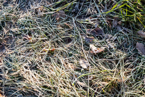 Frost-covered grass and fallen leaves on a winter forest floor, natural seasonal texture perfect for nature, climate and cold morning concepts