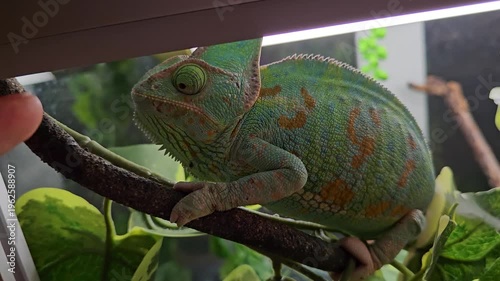 Green and brown lizard is sitting on a branch. The lizard is looking at the camera