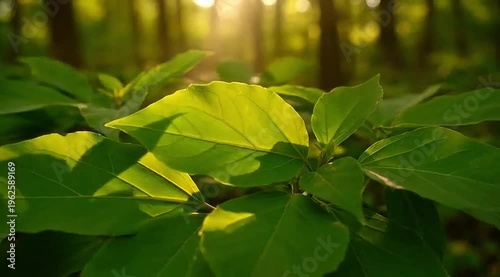 sunlit green leaves in forest, natural foliage