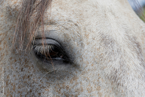 A close up image of the dark brown eye with long eyelashes on a grey mare.