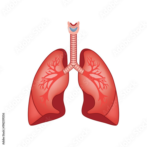 Illustration of human lungs with trachea and bronchi