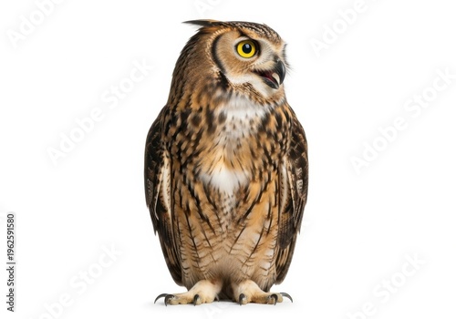 Great horned owl looking to the side, isolated on white background