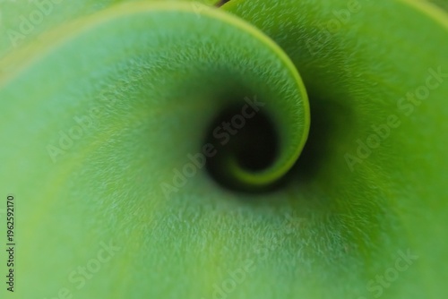 Fibonacci essence in nature; the growth spiral of the tulip leaf	