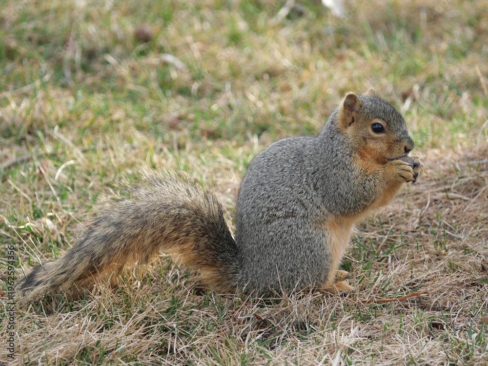 Fototapeta premium Western Fox Squirrel Eating Nut on Ground, Boulder Colorado USA, Early Spring