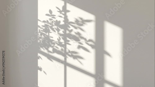 Shadow of a leafy plant cast on a white wall through window frames, creating geometric patterns with natural light