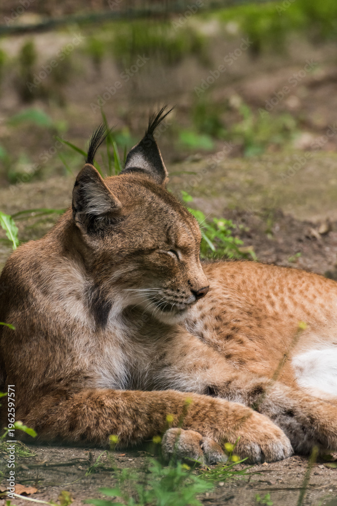 Obraz premium Relaxing Bobcat Lynx laying on ground Close Up Portrait