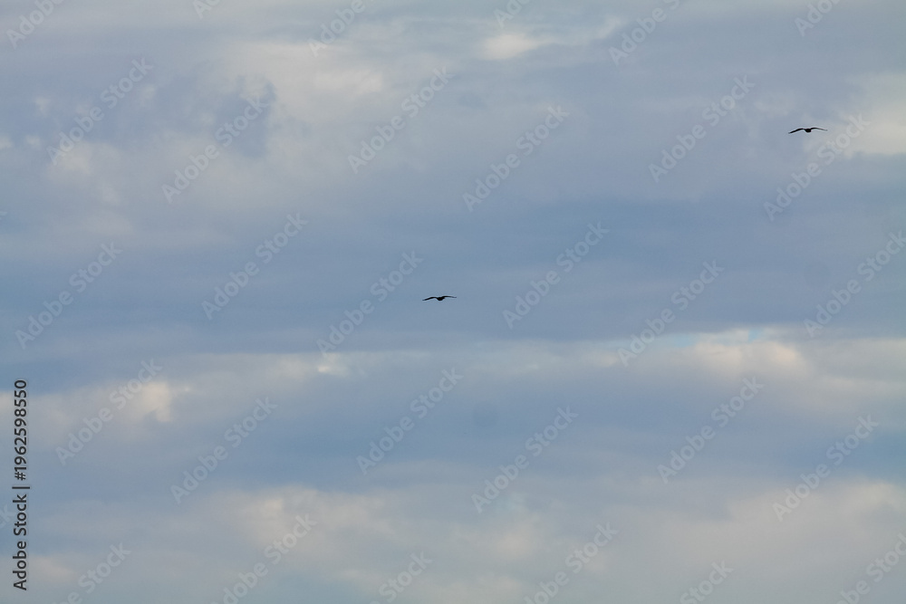 Fototapeta premium Cloudy grey sky photography with two birds in flight. Minimalist nature scene under diffused natural light.