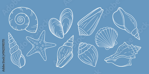 Minimalist nautical clipart with various seashells in outline style. Sea shells white line art 
