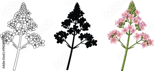 Versatile vector illustration of a flowering plant featuring outline silhouette and full-color versions suitable for botanical herbal or nature-themed designs