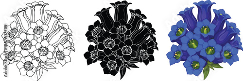 Botanical vector illustration of a vibrant blue gentian flower cluster presented in outline silhouette and colored versions for diverse design