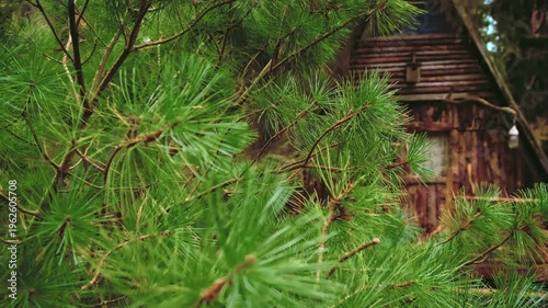 Selective focus close-up of swaying in wind pine tree branches with fresh green long needles and rustic wooden cabin in background. Cozy forest hut, gatehouse in fairytale woodland. Hidden place charm