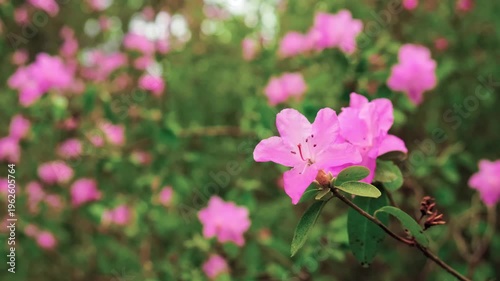 Close-up of swaying in wind rhododendron shrub branches with delicate pink azalea blossoms. Soft bokeh botanical garden background. Spring floral scene. Postcard view of blooming nature. Flower season
