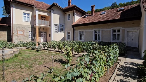 Row of grape vines are growing in a garden. The vines are green and have clusters of grapes. The garden is surrounded by a brick walkway