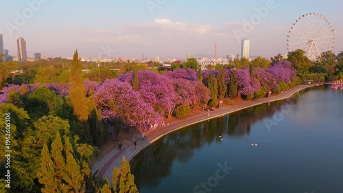 Mexico City Panoramic view with Jacaranda trees at Chapultepec Park, Mexico City 