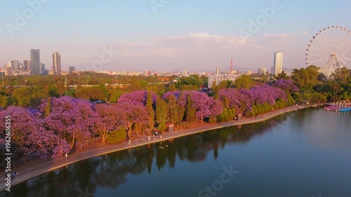 Mexico City Panoramic view with Jacaranda trees at Chapultepec Park, Mexico City 