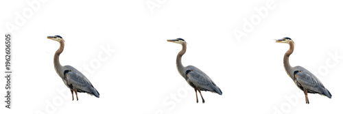 Billede på lærred Majestic Trio of Great Blue Herons Standing Gracefully in Profile View, High-Res
