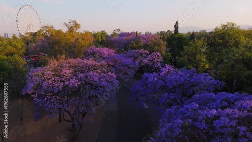 Jacaranda Trees at Chapultepec Park, Mexico City. Sunset.