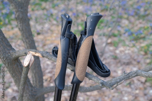 Foto nordic walking poles leaning against a tree trunk in a spring forest