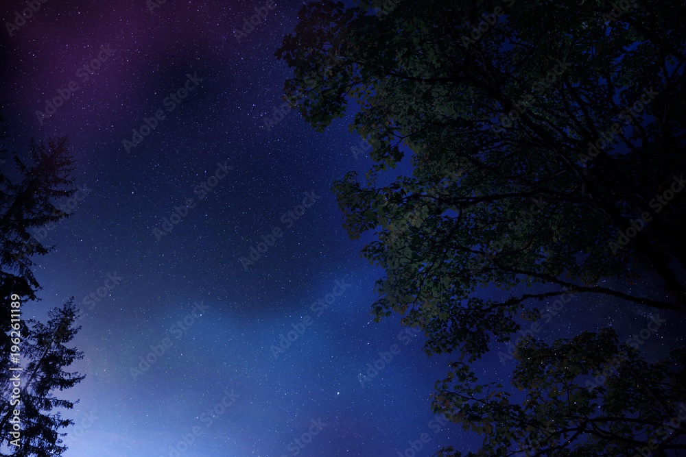 Fototapeta premium Beautiful starry sky above trees at night