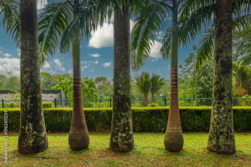 Symmetrical palm trees