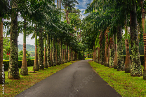 Palm tree avenue