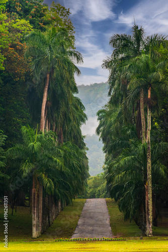 Pathway between palm trees