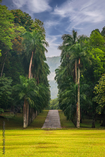 Pathway between palm trees