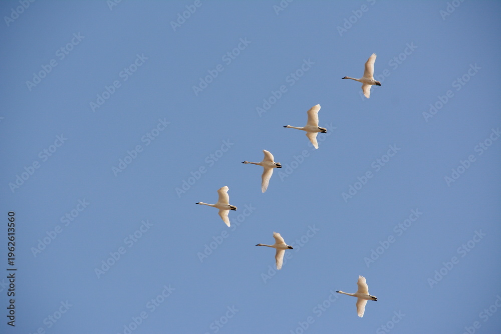 Fototapeta premium Flock of tundra swans in flight in early spring over southern Ontario, Canada.