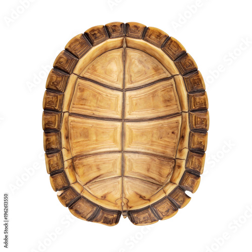 Detailed close-up view of the empty underside of a tortoise shell showcasing its intricate natural geometric patterns, textured surface, and unique biology for various design projects 