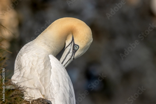 Фотография Northern gannet preening on coastal cliff with soft background