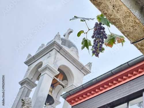 Wallpaper Mural Small bunch of grapes is hanging from a tree branch. The grapes are frozen and the tree is located near a building Torontodigital.ca
