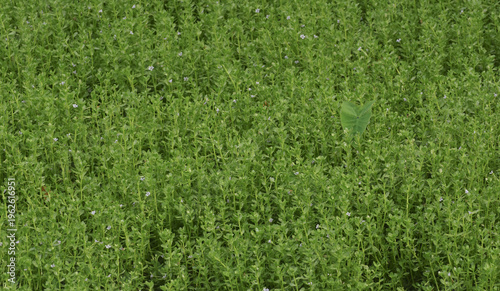 Nature background image: leaves and flower garden.