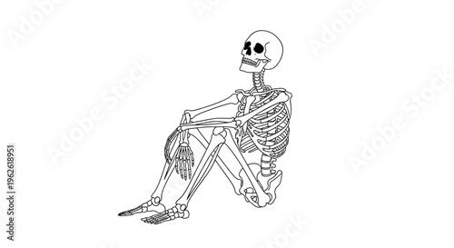 Relaxed Skeleton Meditating in a Seated Position, isolated white background