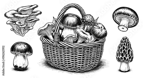 Mushroom Assortment In Basket