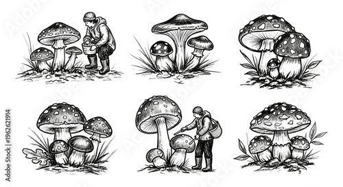 Mushroom Foraging Illustrations