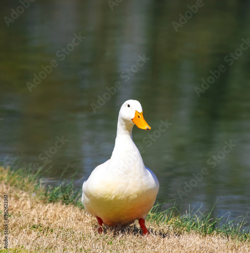 duck on the water