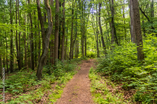 Hiking trail in a forest above Bode valley, Saxony-Anhalt state, Germany