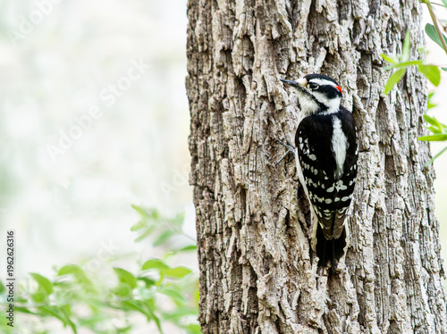 Φωτογραφία Rear view of a male downy woodpecker, Dryobates pubescens, on the side of a tree