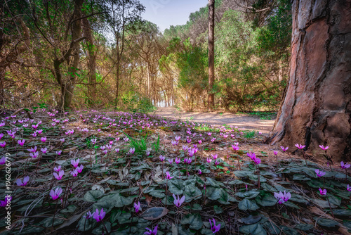 Obraz na plátně Wild Cyclamens in Cecina Pine Forest, Tuscany