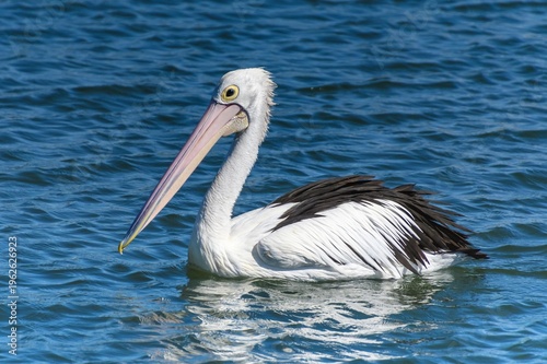 Photos Pelican at the Waterfront
