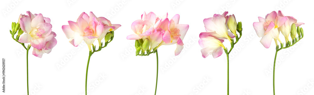 Naklejka premium Pink freesia flowers isolated on white, set